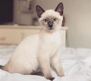 Siamese Cat